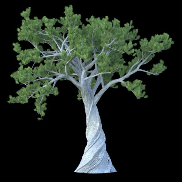 PinusAlbicaulis - دانلود مدل سه بعدی درخت کاج - آبجکت سه بعدی درخت کاج - دانلود آبجکت سه بعدی درخت کاج -دانلود مدل سه بعدی fbx - دانلود مدل سه بعدی obj -PinusAlbicaulis 3d model free download  - PinusAlbicaulis 3d Object - PinusAlbicaulis OBJ 3d models - PinusAlbicaulis FBX 3d Models - 